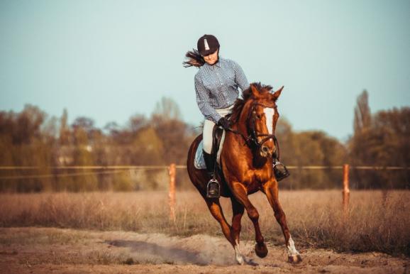 stage équitation