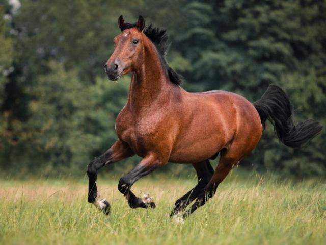 Cheval 1