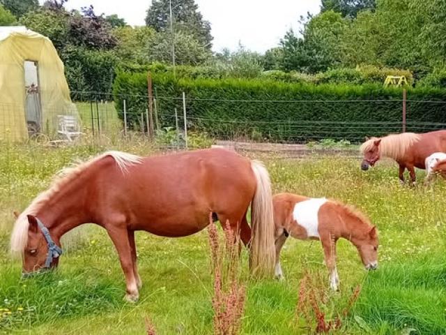 Poneys mère et fils cherchent une famille aimante à Saint-Christophe-du-Bois