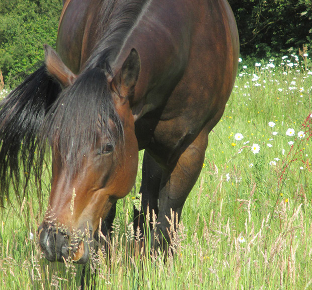 pensions chevaux